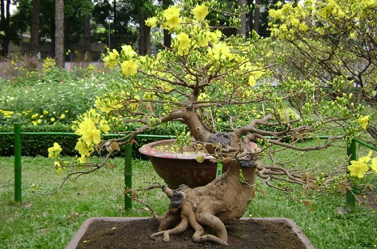 Kỹ thuật trồng cây Mai vàng đã khó việc chăm sóc và phòng trị bệnh cho cây Mai vàng không hề đơn giản. Ảnh minh họa